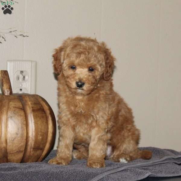 Gordy Fritz, Bich-Poo Puppy